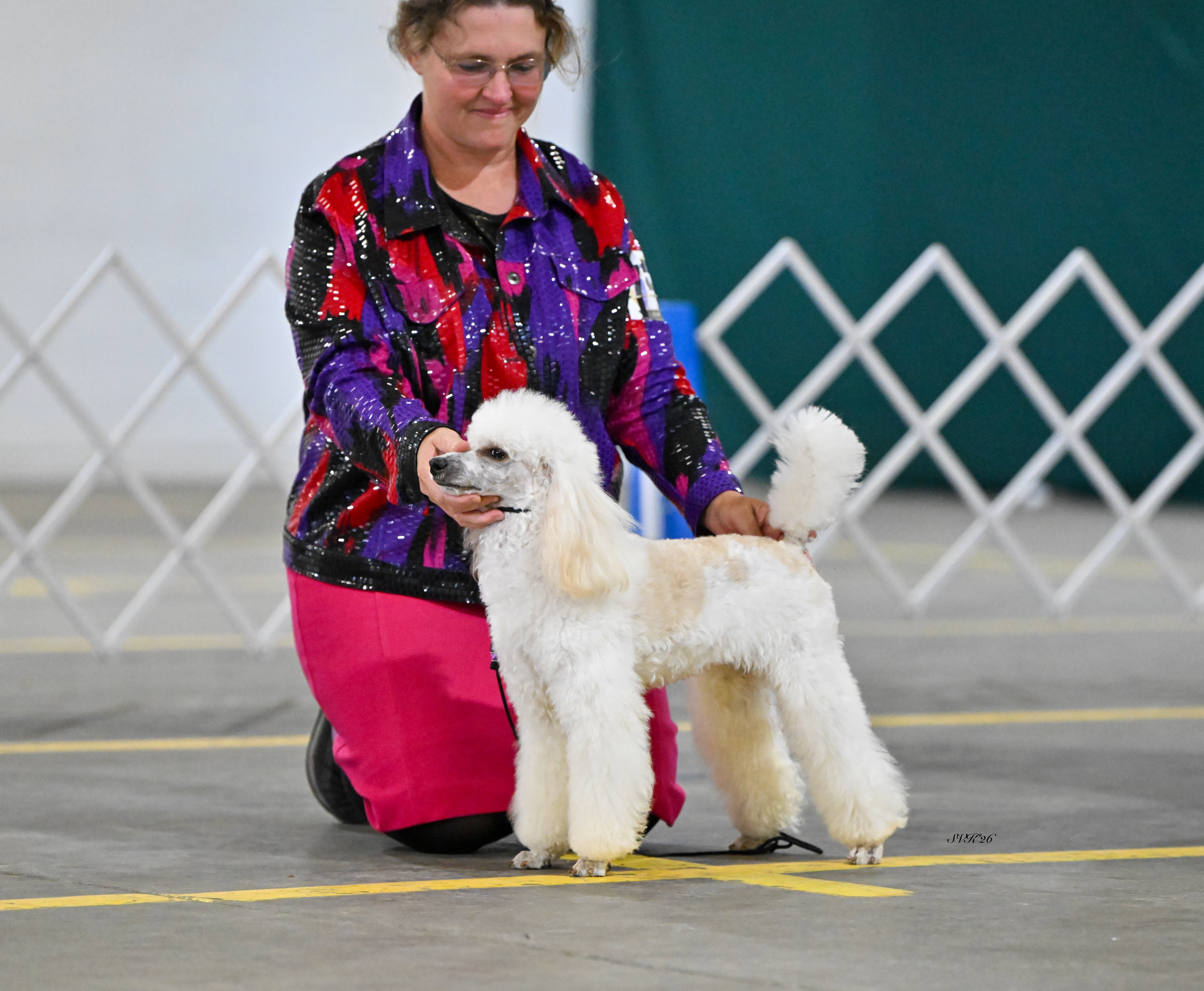 Devins Purple Poodles mini poodle miniature puppies for sale toy Nebraska Omaha adopt don't shop breeder health tested titled parents white parti cream phantom