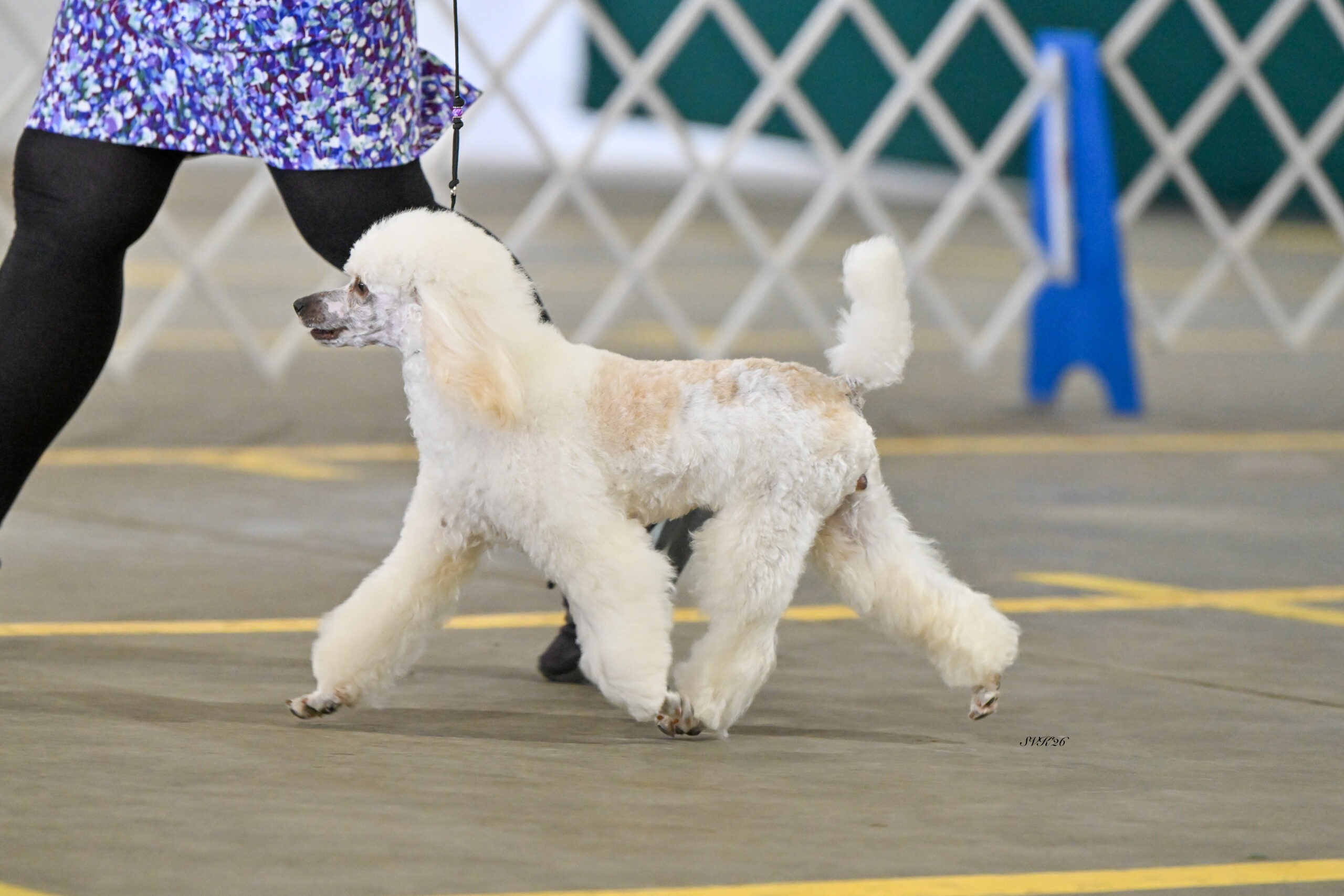 Devins purple poodles miniature poodles toy parti phantom multicolor white cream Nebraska puppies breeder health tested reputable ofa akc ukc registered