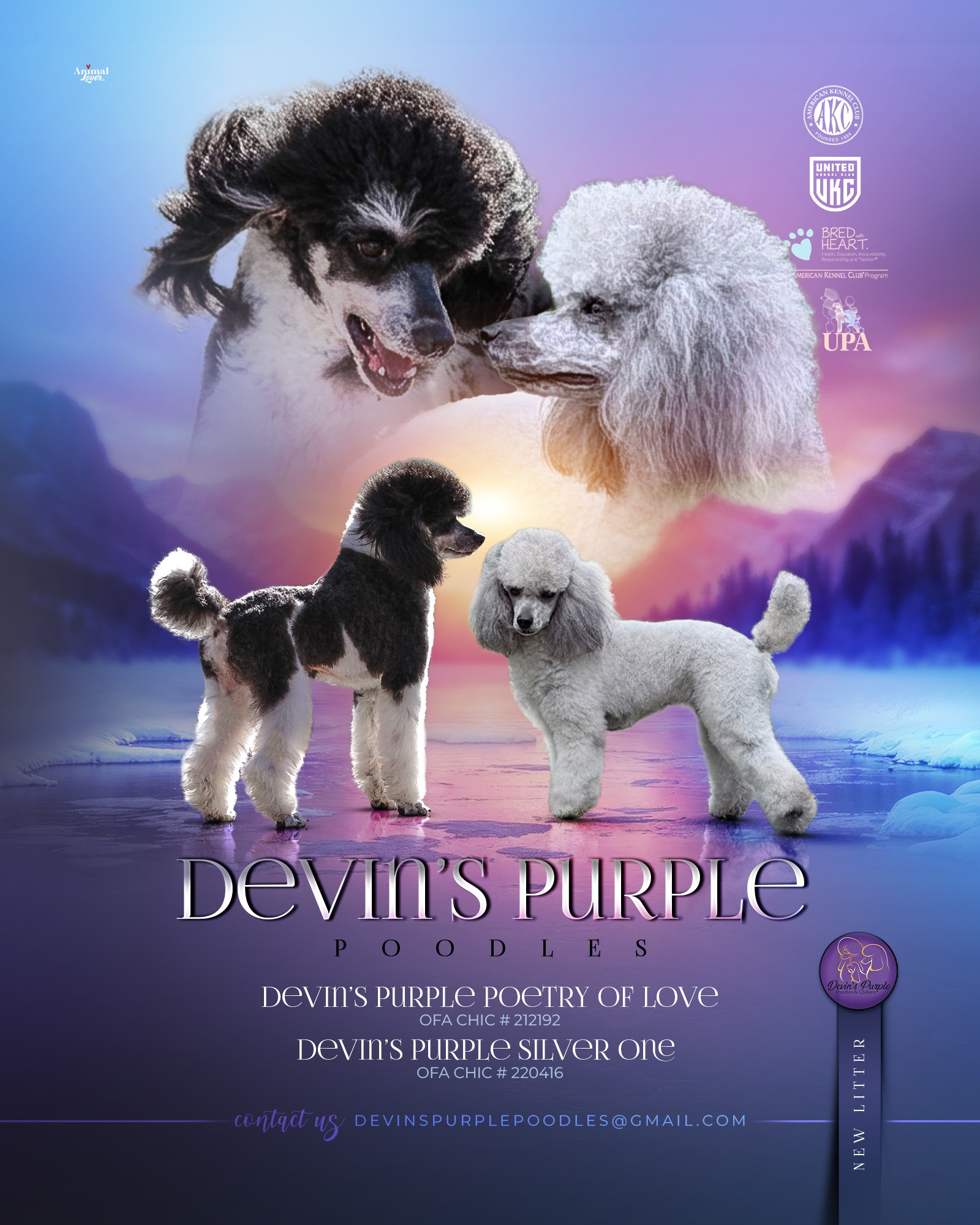 Devins Purple Poodles, Nebraska puppies for sale, parti miniature toy, silver, phantom, breeder not doodle health tested AKC OFA CHIC 