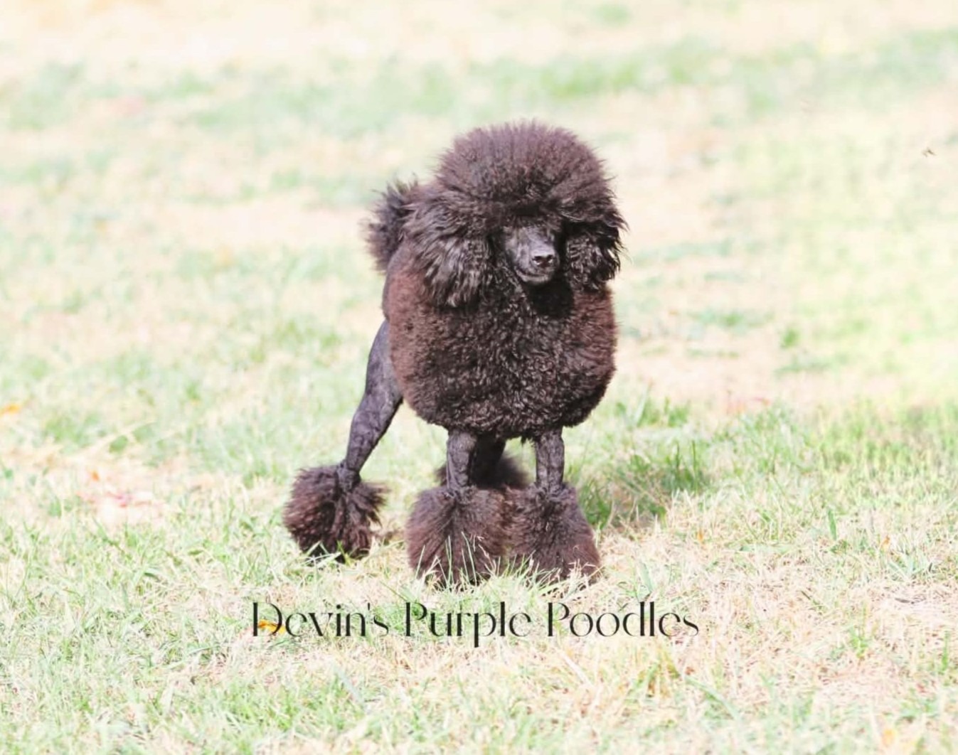 Devins purple poodles miniature poodles toy parti phantom multicolor white cream Nebraska puppies breeder health tested reputable ofa akc ukc registered