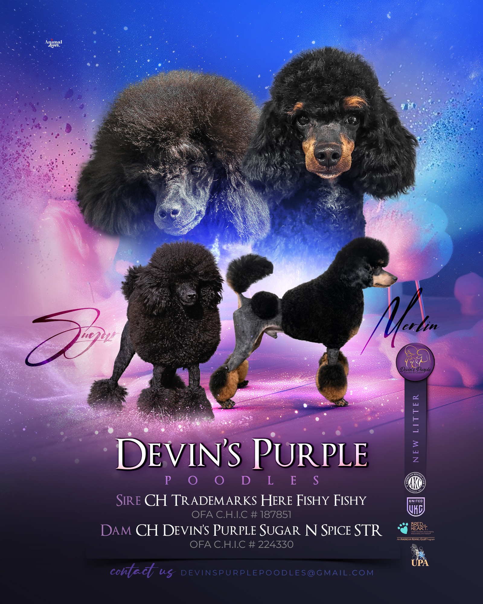 devins purple poodles toy miniature poodles for sale breeder ethical moyen black phantom parti Nebraska puppies 