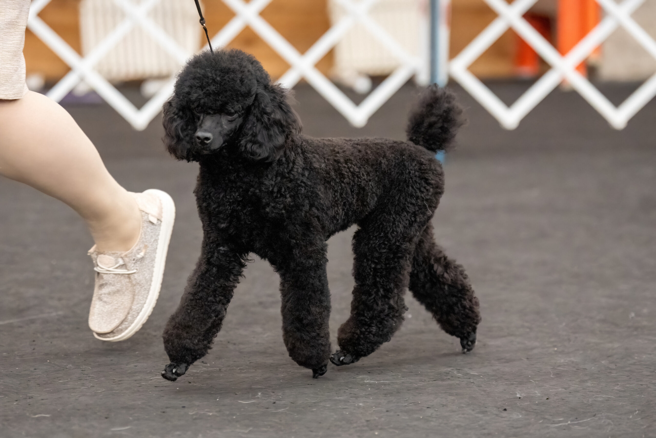 devins purple poodles Nebraska poodle breeder parti black white phantom sable for sale toy moyen doodle health testing ofa mini miniature